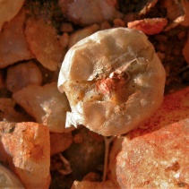 angelicae subsp. angelicae