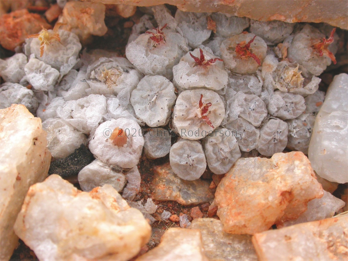 angelicae subsp.tetragonum Western Bushmanland (3).jpg