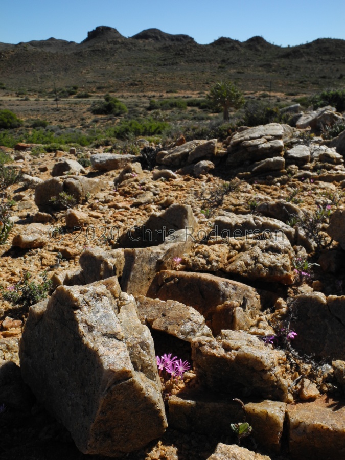 arthurolfago Brakfontein.JPG