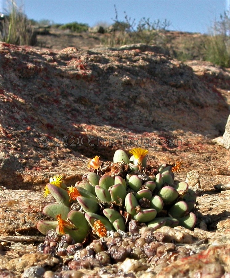 bilobum SW Garies.JPG
