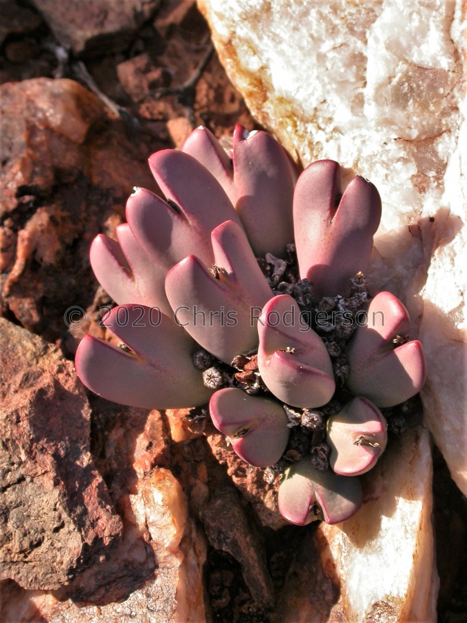 bilobum west of Steinkopf.JPG