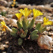 bilobum ssp. bilobum