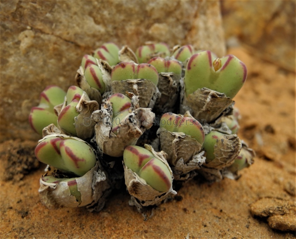 bilobum var.muscosipapillatum Brandberg (3)