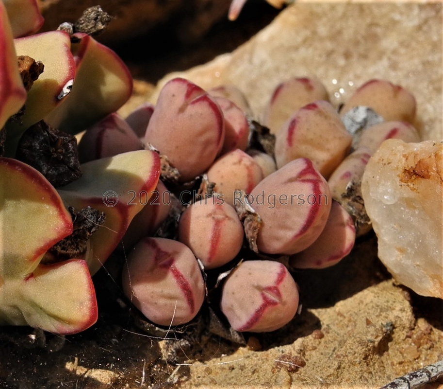 bilobum var.muscosipapillatum Brandberg (5)