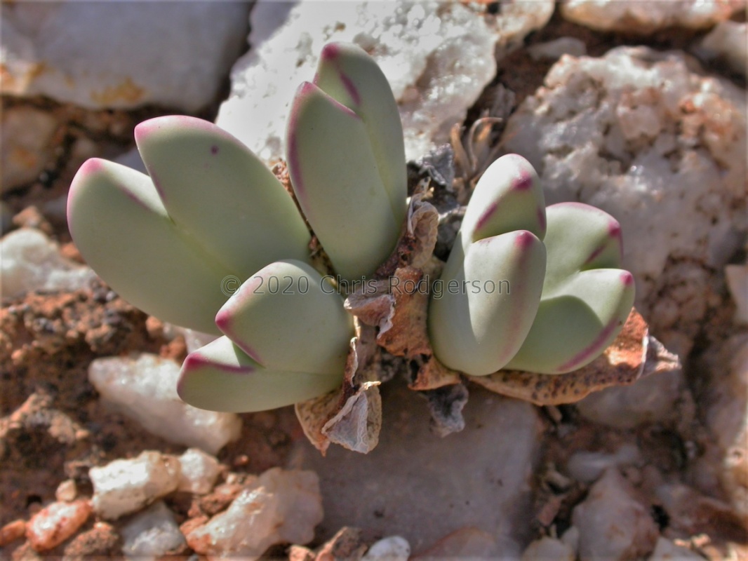 bilobum var.linearlucidum W Steinkopf