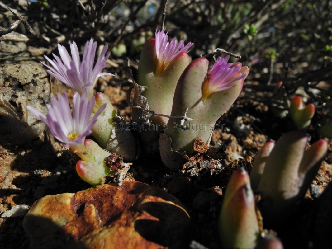 bilobum ssp.gracilistylum N Bitterfontein (2)