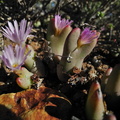 bilobum ssp.gracilistylum N Bitterfontein (2)