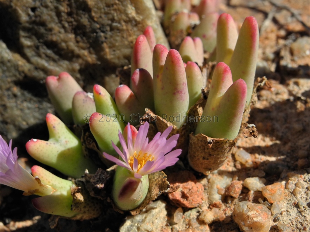 bilobum ssp.gracilistylum N Bitterfontein (3)