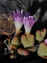 bilobum ssp.gracilistylum N Bitterfontein