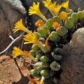 bilobum ssp.altum Nuwefontein (4)