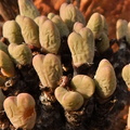 bilobum ssp.altum S Naroegas (2)