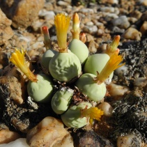 calculus ssp. calculus