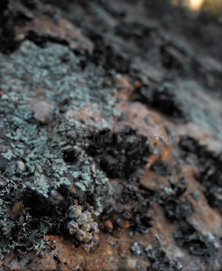 carpianum Doornpoort (2).JPG