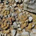 concavum (9)