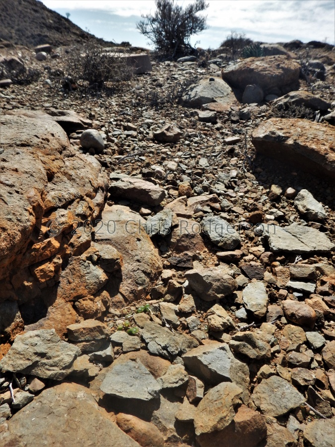 concordans NW Loeriesfontein.JPG