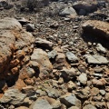 concordans NW Loeriesfontein