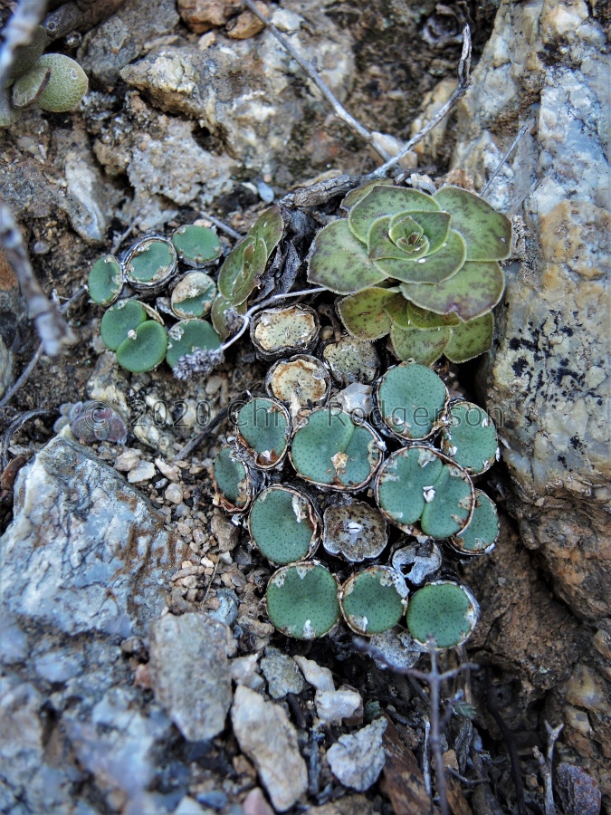 crateriforme S Eksteenfontein (6).JPG