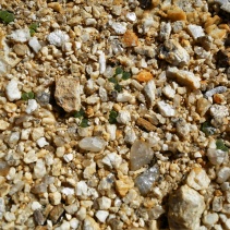 devium ssp. devium