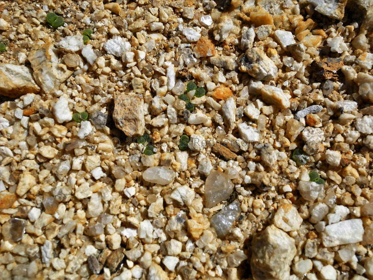 devium N Steinkopf (2).JPG