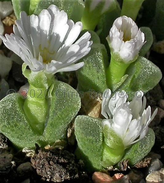 devium ssp.stiriiferum SH437 Geelberg (2).jpg