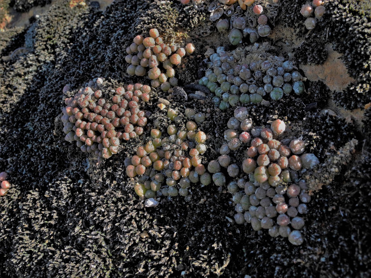 ectypum 'limbatum' Anenous (2).JPG
