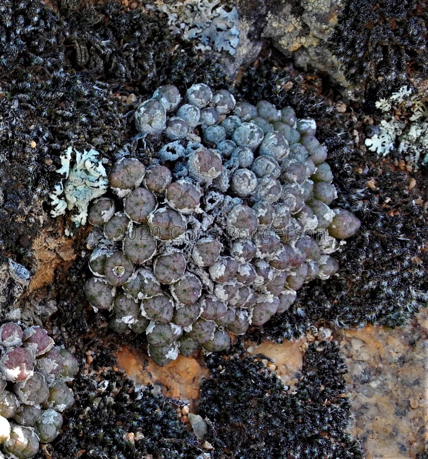 ectypum 'limbatum' Anenous (3).jpg