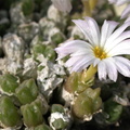ectypum ssp.sulcatum N Steinkopf Busek s.n. white flower form