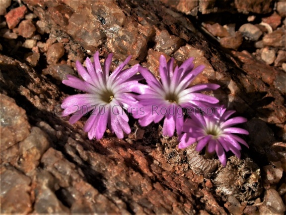 ectypum ssp.brownii E Springbok (3)