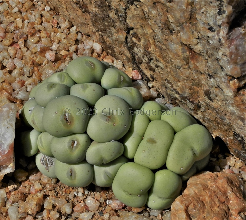 flavum N Kosies (3).JPG