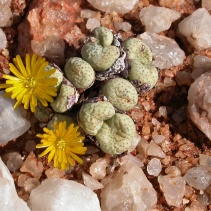 flavum ssp. flavum