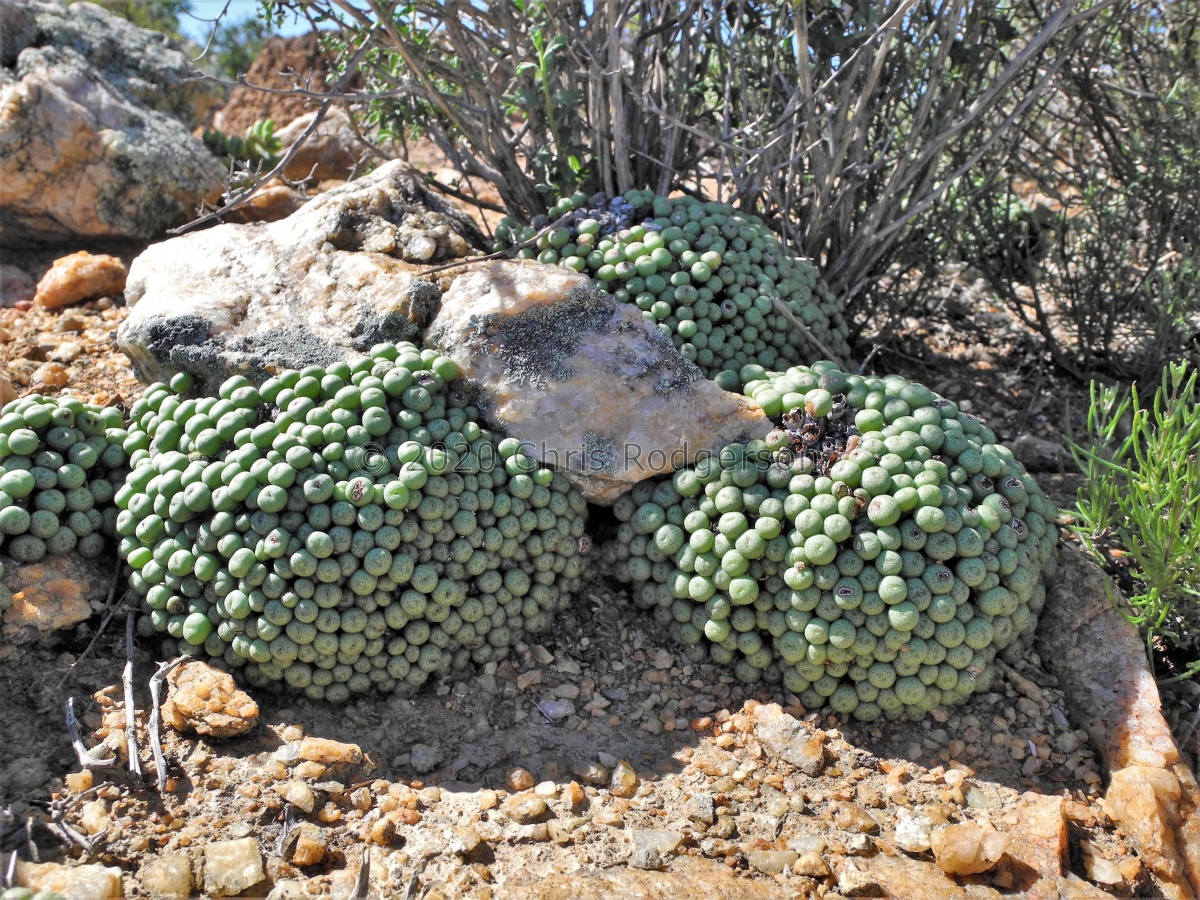 flavum ssp.novicium S Skuitberg (4).JPG