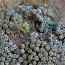 fraternum ssp. fraternum