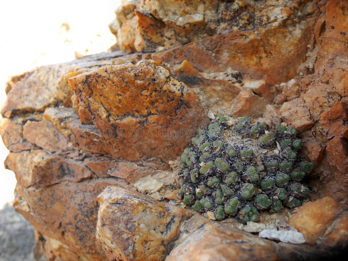 halenbergense E Luderitz.JPG