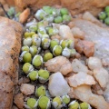 hermarium W Bushmanland (5)