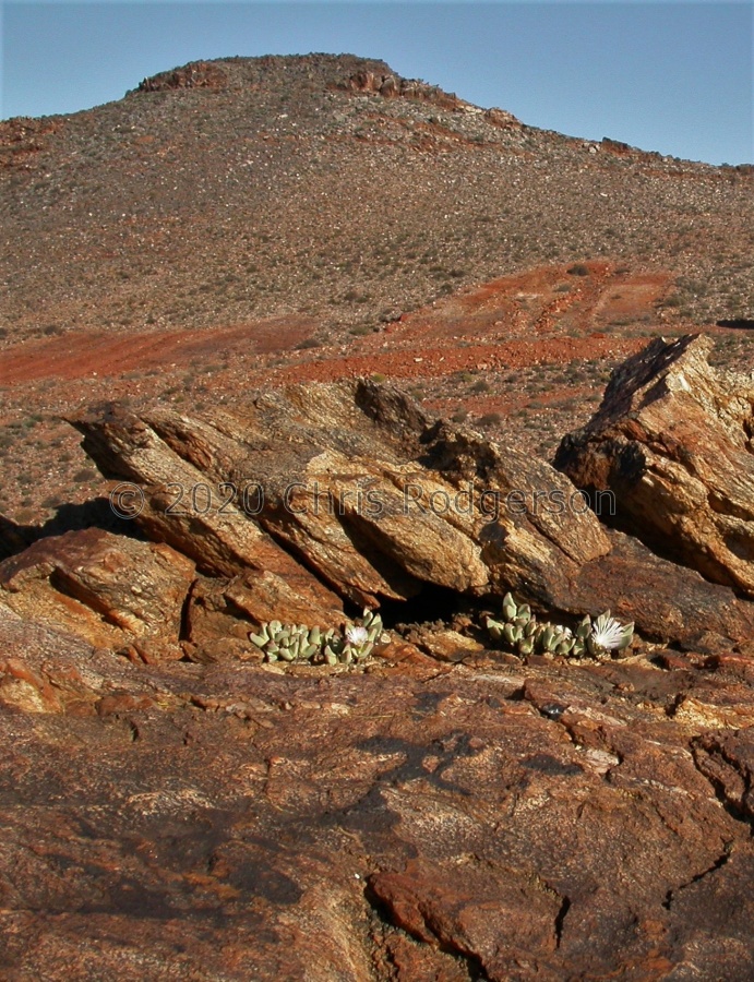 herreanthus ssp.rex  SE Eksteenfontein.JPG