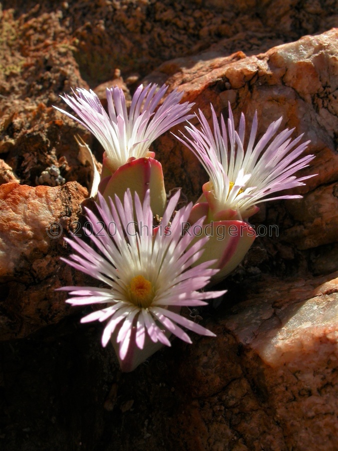 herreanthus ssp.rex  SE Eksteenfontein (3).JPG