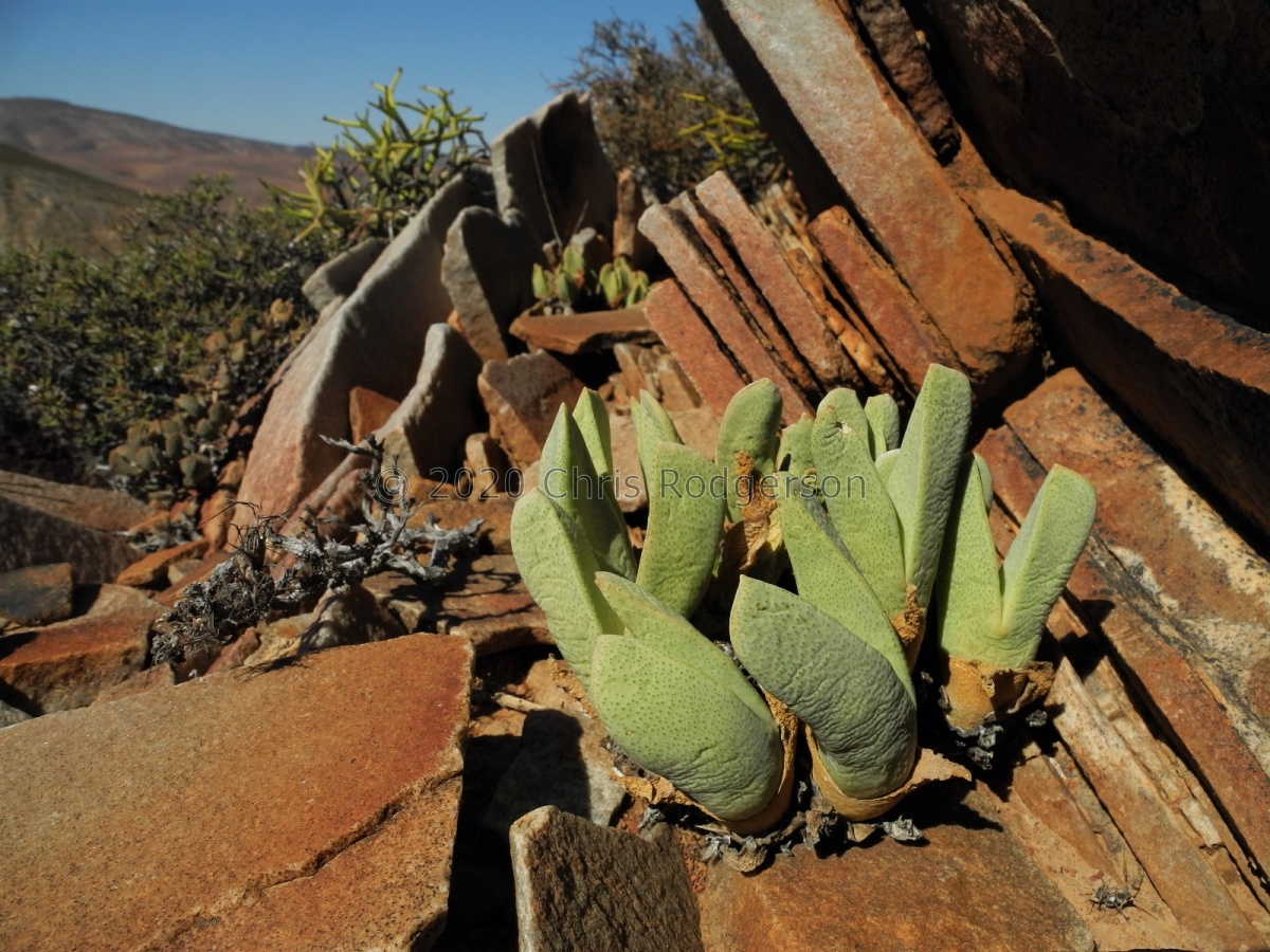 herreanthus ssp.rex SE Eksteenfontein (3).JPG