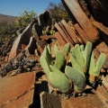 herreanthus ssp.rex W Eksteenfontein
