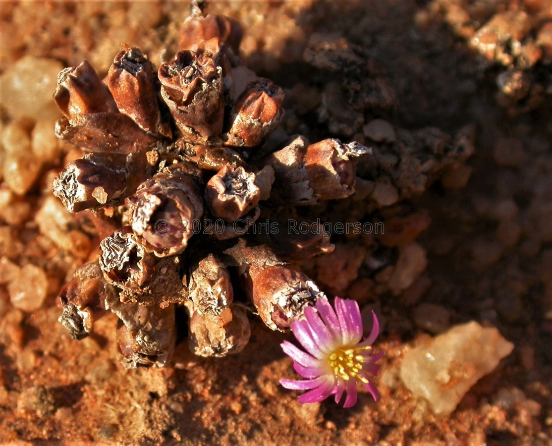 hyracis (3).JPG
