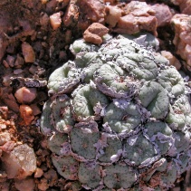 jucundum spp. jucundum