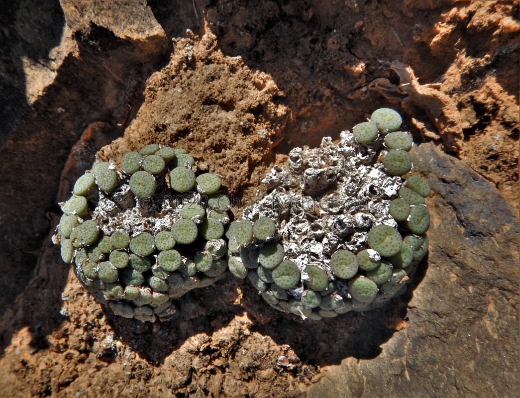 jucundum ssp.fragile NE Wildperperderant (2)