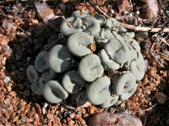 jucundum ssp.ruschii Klipbok