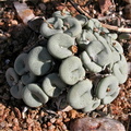 jucundum ssp.ruschii Klipbok