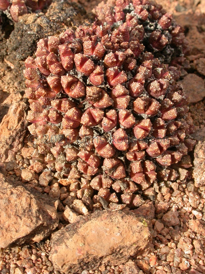 khamiesbergense (3).jpg