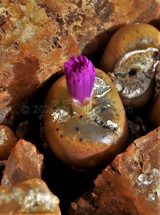 lithopsoides ssp.koubergense Kouberg (3).jpg