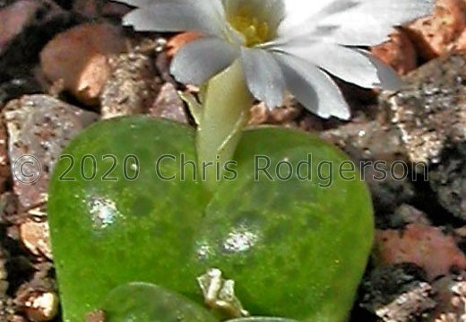 lithopsoides 'kennedyi' white flower form