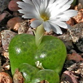 lithopsoides 'kennedyi' white flower form