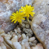 ectypum ssp. ectypum