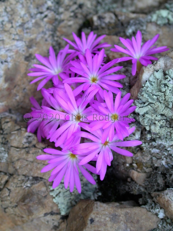 luckhoffii Piekeniers Pass (4).JPG