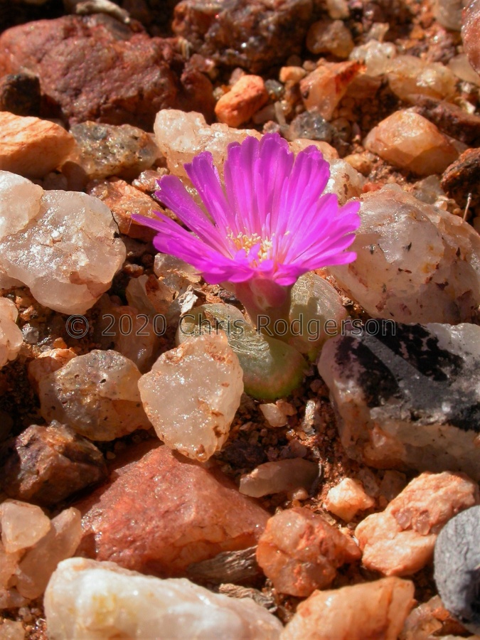 lydiae Ou-Eendop (2).jpg